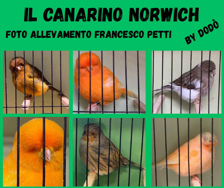 IL CANARINO NORWICH