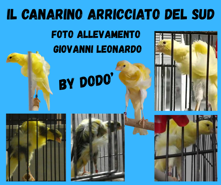 ARRICCIATO DEL SUD