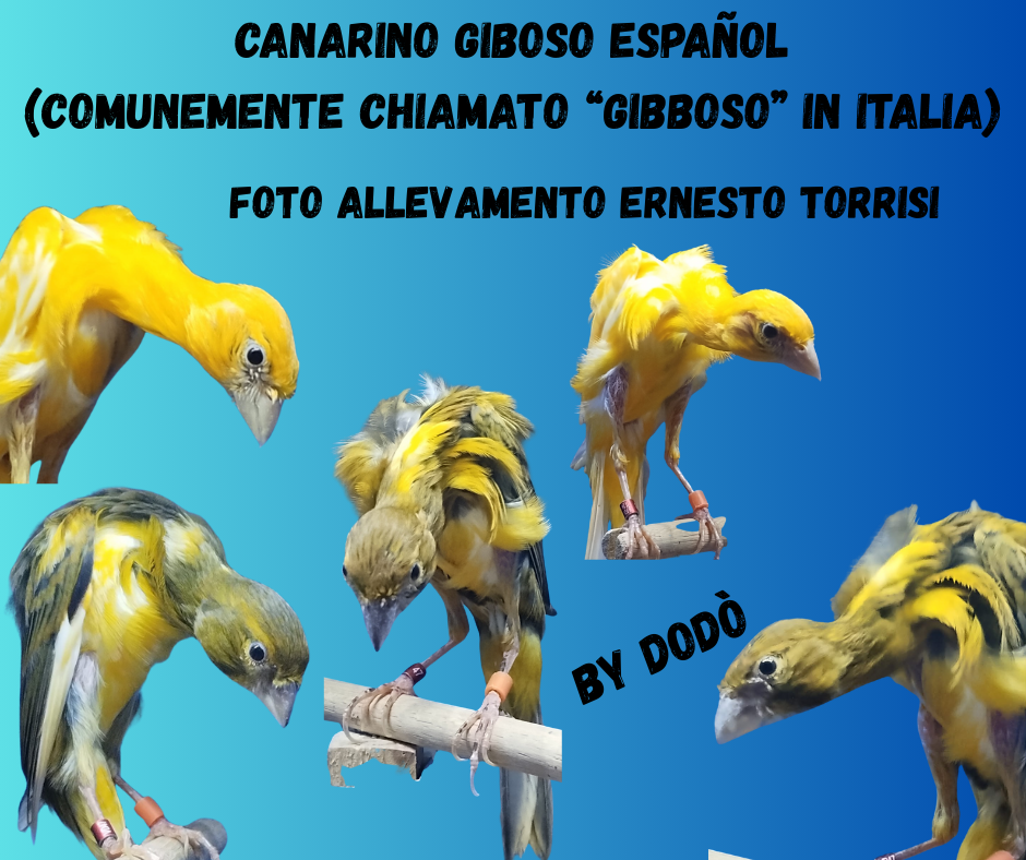 Il canarino Giboso Español. (comunemente chiamato “Gibboso” in Italia)
