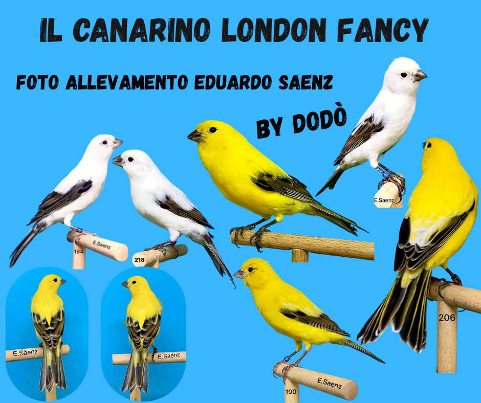 IL CANARINO LONDON FANCY