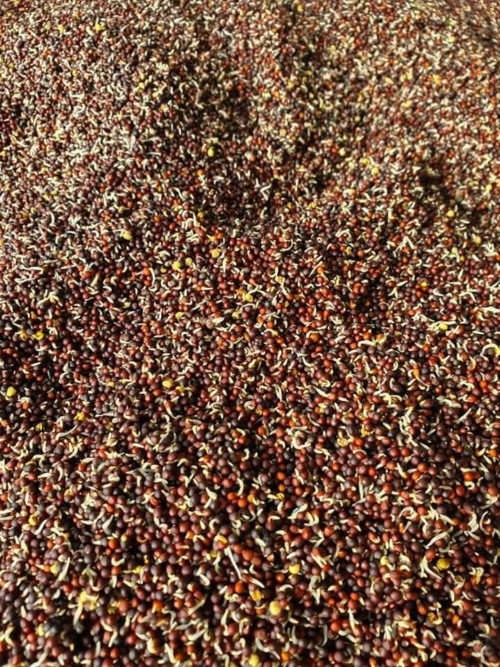 RAVIZZONE GERMIX 1 KG