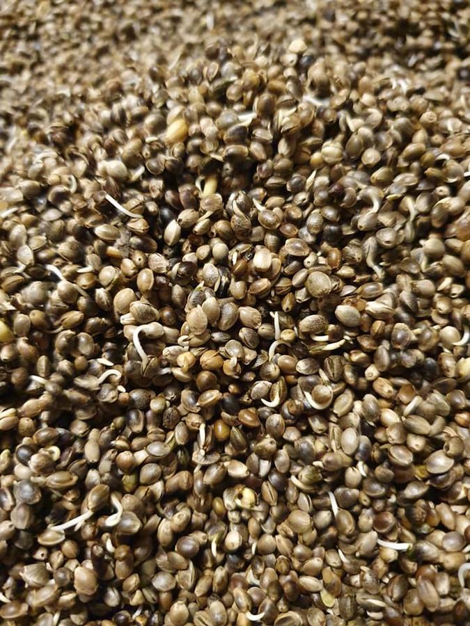 CANAPA GERMIX (1 Kg)