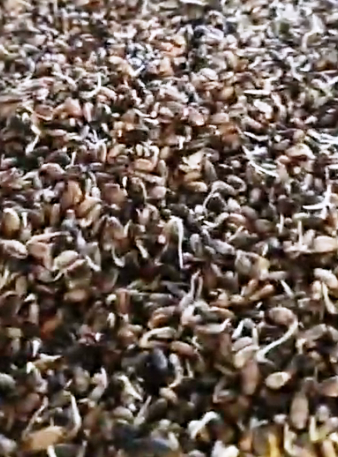 CARDO MARIANO GERMIX (1 Kg)