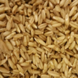 GERMIX OATS (1 Kg)
