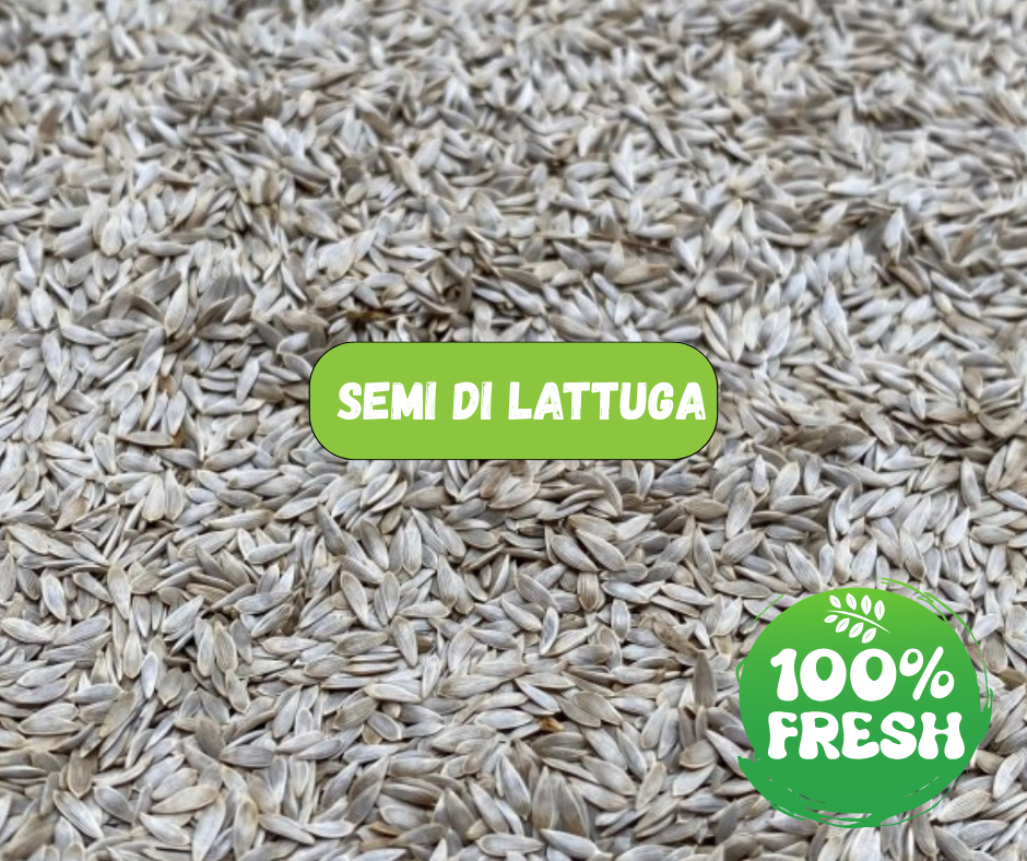 SEMI DI LATTUGA (1 Kg)
