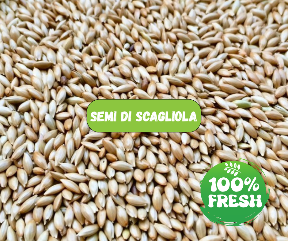 SEMI DI SCAGLIOLA (1 Kg)